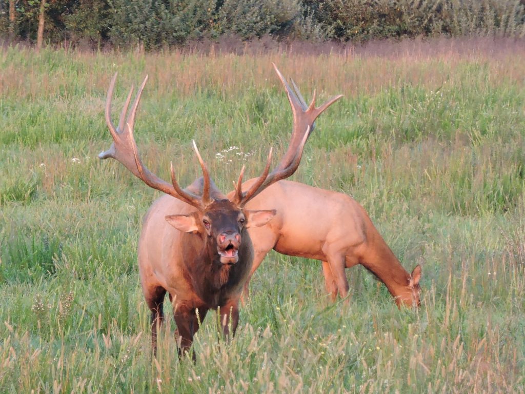 Elk bull calling Everyday Outdoors — Elk in the East