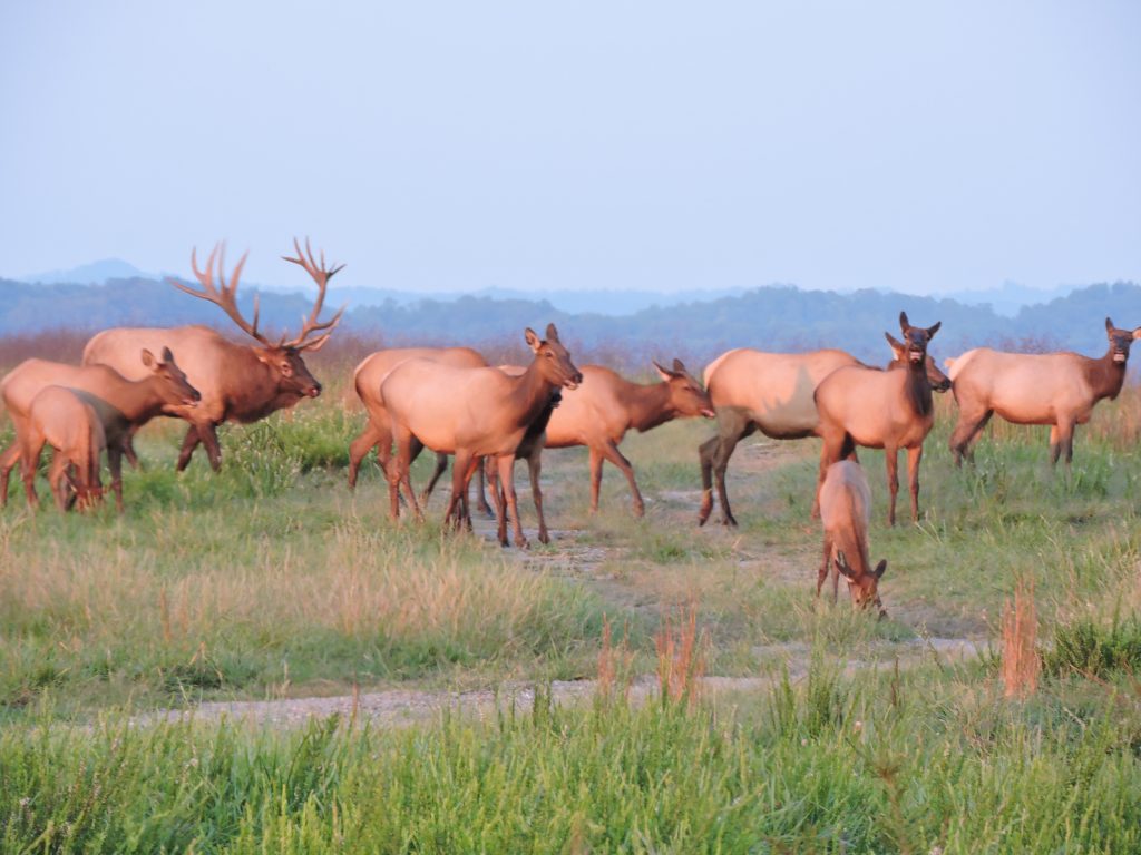 Elk herd tight Everyday Outdoors — Elk in the East