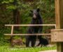 Black bear activity increases in region as they prepare for hibernation