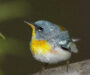 Birding along the Cacapon reveals diversity of species