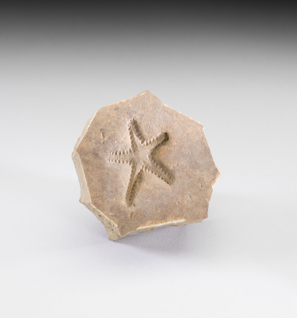A complete Devonaster sea star fossil in matrix (USNM PAL 67721) from the Devonian period, 419.2 to 358.9 million years ago, on a gray-to-white gradient background.