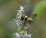 U.S. Fish and Wildlife Service finalizes habitat protections for endangered Rusty Patched Bumble Bee
