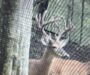 Everyday Outdoors: Bucks I have known — Double Deuce