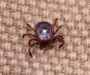 West Virginia tracks uptick in meat allergy disease from lone star ticks